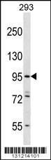 Anti-ESPNL Rabbit Polyclonal Antibody (Biotin)