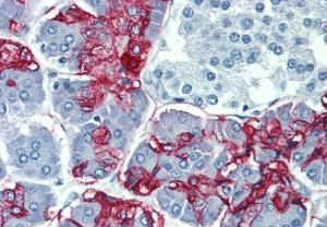 Immunohistochemistry staining of human pancreas (paraffin-embedded sections) with Anti-Blood Group Lewis a Antibody (A85793)