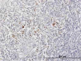 Anti-ARSA Mouse Polyclonal Antibody