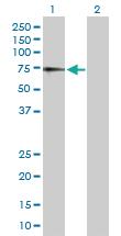 Anti-IL7R Rabbit Polyclonal Antibody