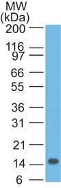 Anti-IL22 Mouse Monoclonal Antibody [clone: 8F6F10]