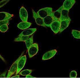 Immunofluorescent analysis of PFA-fixed HeLa cells stained with Anti-PMS1 Antibody [PCRP-PMS1-2E11] (CF&#174; 488) PMS1 localized to nucleoplasm and nuclear bodies Microtubules stained with CF&#174; 640R