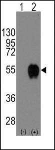 Anti-CD14 Rabbit Polyclonal Antibody