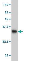 Anti-YWHAH Mouse Monoclonal Antibody [clone: 6A12]