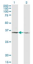 Anti-CD58 Mouse Monoclonal Antibody [clone: 3B12-D5]