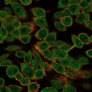 Immunofluorescent analysis of PFA fixed HeLa cells stained with Anti-RXRB Antibody [PCRP-RXRB-2B6] followed by Goat Anti-Mouse IgG (CFand#174; 488) (Green). Counterstain is Phalloidin-CFand#174; 640A (Red)