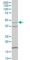 Anti-PGK2 Mouse Polyclonal Antibody