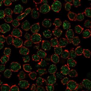 Immunofluorescent analysis of PFA fixed K562 cells stained with Anti-RXRB Antibody [PCRP-RXRB-2B6] followed by Goat Anti-Mouse IgG (CFand#174; 488) (Green). Counterstain is Phalloidin-CFand#174; 640A (Red)