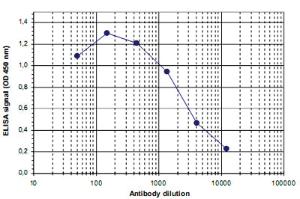 Anti-KDM4B Rabbit Polyclonal Antibody