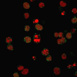 Antibody anti-CD21 CR23124R 100 µg