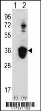 Anti-U2AF1 Rabbit Polyclonal Antibody