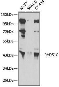 Western blot analysis of extracts of various cell lines, using Anti-Rad51C Antibody (A12048) at 1:1,000 dilution