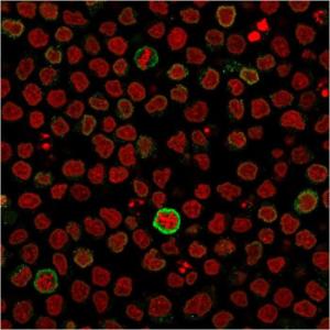 Immunofluorescent analysis of PFA fixed Ramos cells stained with Anti-CD5 Antibody [CD5/2418] followed by Goat Anti-Mouse IgG (CF&#174; 488) (Green). Nuclei are stained with RedDot