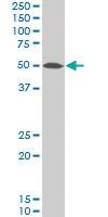 Anti-TARDBP Mouse Polyclonal Antibody