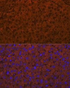 Immunofluorescence analysis of rat liver using Anti-ADAMTS13 Antibody [ARC1957] (A306733) at a dilution of 1:100 (40x lens). DAPI was used to stain the cell nuclei (blue).