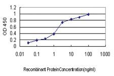 Anti-USP9X Mouse Monoclonal Antibody [clone: 1C4]