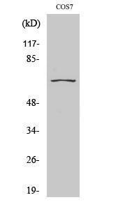 Western blot analysis of various cells using Anti-CEP70 Antibody