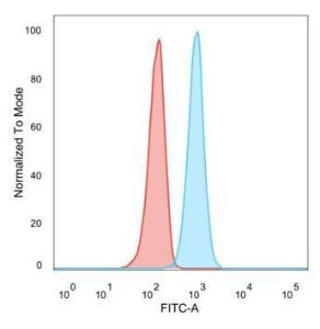 Flow cytometric analysis of PFA fixed U87 cells using Anti-RXRB Antibody [PCRP-RXRB-2B6] followed by Goat Anti-Mouse IgG (CFand#174; 488) (Blue). Unstained cells (red)