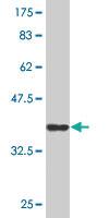 Anti-CD164 Mouse Monoclonal Antibody [clone: 4B4]