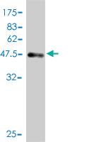 Anti-NSG1 Mouse Monoclonal Antibody [clone: 1C3]