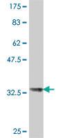 Anti-HIST1H4H Mouse Polyclonal Antibody