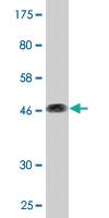 Anti-CD164 Mouse Monoclonal Antibody [clone: 3D7]