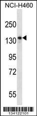 Anti-NRD1 Rabbit Polyclonal Antibody (HRP (Horseradish Peroxidase))