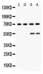 Anti-YAP1 Antibody