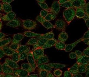 Immunofluorescent analysis of PFA-fixed HeLa cells stained with Anti-CHRAC17 Antibody [PCRP-POLE3-3D3] followed by Goat Anti-Mouse IgG (CF and #174; 488) (Green). CF and #174; 640R Phalloidin (Red)