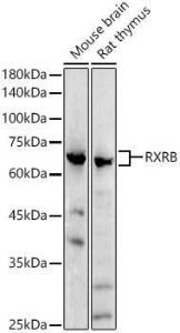 Western blot analysis of extracts of various cell lines, using Anti-Retinoid X Receptor beta/RXRB Antibody (A305594) at 1:1000 dilution. The secondary Antibody was Goat Anti-Rabbit IgG H&L Antibody (HRP) at 1:10000 dilution.