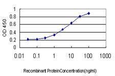 Anti-FOXA2 Mouse monoclonal antibody [clone: 2F12]