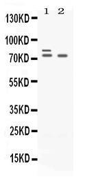 Anti-Plzf Antibody