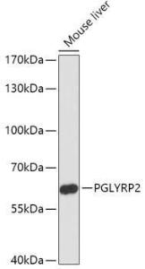 Antibody A306735-100 100 µl