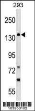 Anti-GAK Rabbit Polyclonal Antibody