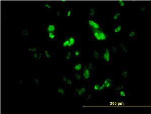 Anti-FOXA2 Mouse monoclonal antibody [clone: 1C7]