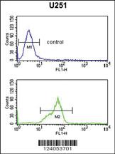 Anti-HOXC6 Rabbit Polyclonal Antibody