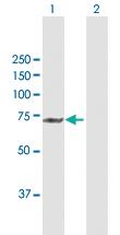 Anti-STS Rabbit Polyclonal Antibody