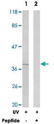 Anti-CREB1 Rabbit Polyclonal Antibody