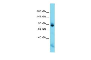 Anti-NEFM Rabbit Polyclonal Antibody