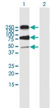 Anti-CD68 Mouse Polyclonal Antibody