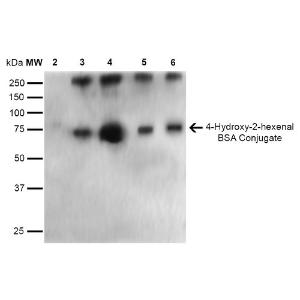 Anti-4-Hydroxy-2-hexenal antibody