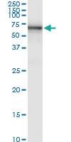 Anti-STS Rabbit Polyclonal Antibody