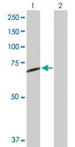 Anti-STS Rabbit Polyclonal Antibody