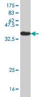 Anti-DMRT3 Mouse Polyclonal Antibody