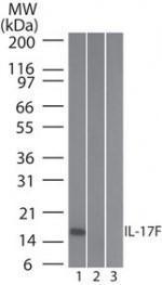 Anti-IL17F Mouse Monoclonal Antibody [clone: 4H450]