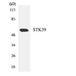 Antibody anti-STK39 A97191-100 100 µg