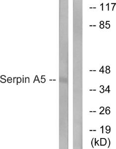 Antibody anti-serpin A5 100 µg