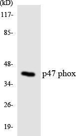 Anti-p47 phox antibody