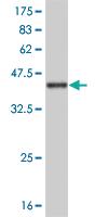 Anti-SP3 Mouse Monoclonal Antibody [clone: 2F6]