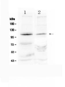 Anti-HIF-2-alpha Rabbit Polyclonal Antibody